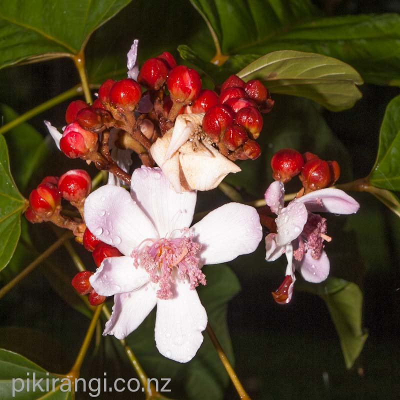 Bixa orellana (Achiote) Pikirangi Online Garden Centre