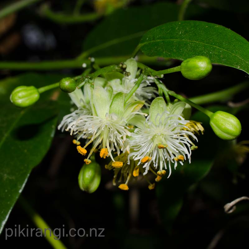 Passiflora tetrandra (New Zealand Passionfruit, Kōhia) Pikirangi