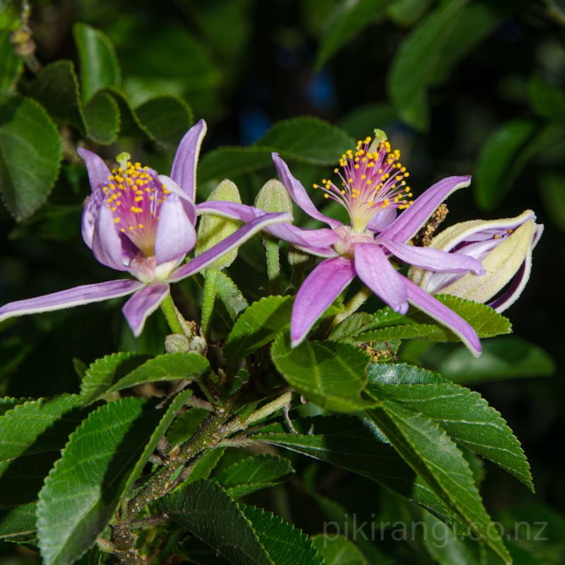Grewia 'Mauve Star' (Crossberry, Lavender Starflower) Pikirangi