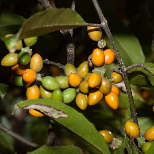 Corynocarpus laevigatus (Karaka, New Zealand Laurel)