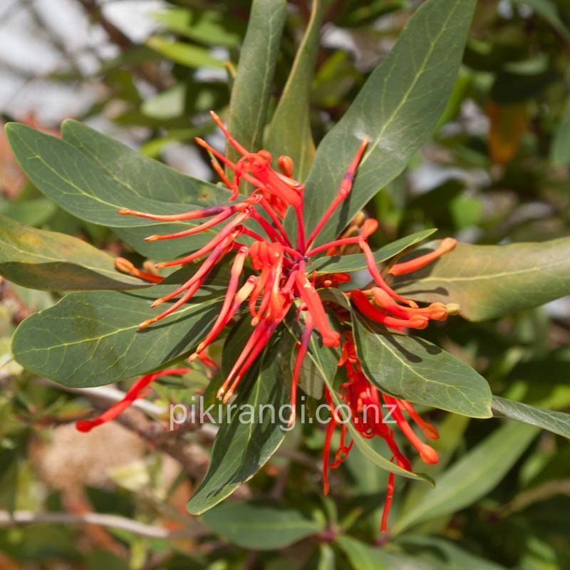 Embothrium coccineum (Chilean Firebush)
