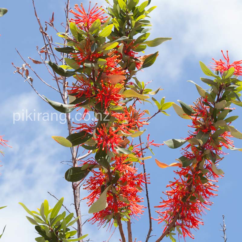 Embothrium coccineum (Chilean Firebush)