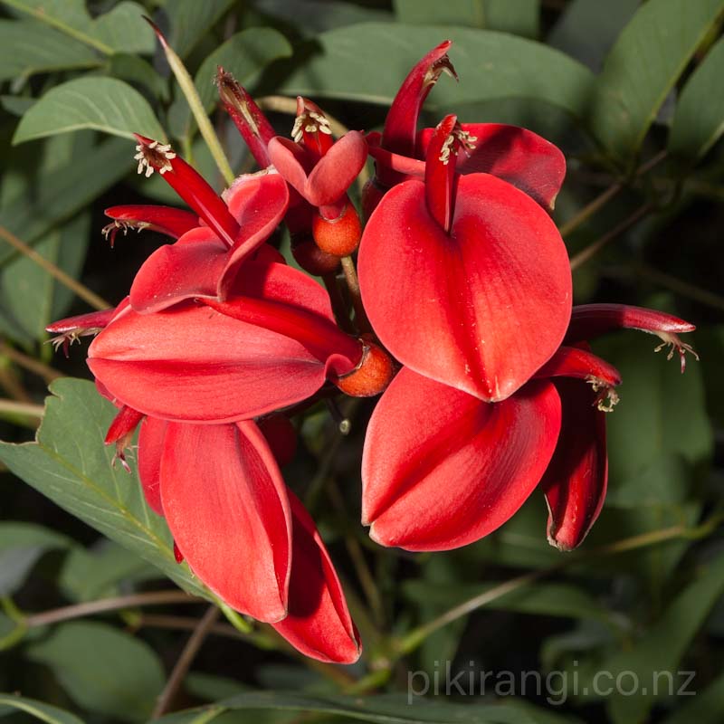 Erythrina crista-galli (Cockspur Coral Tree)