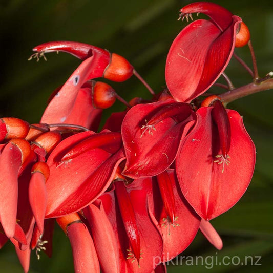 Erythrina crista-galli (Cockspur Coral Tree)