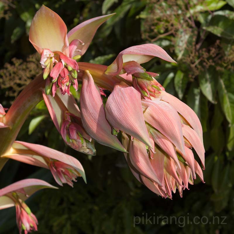 Beschorneria yuccoides (Mexican Lily)