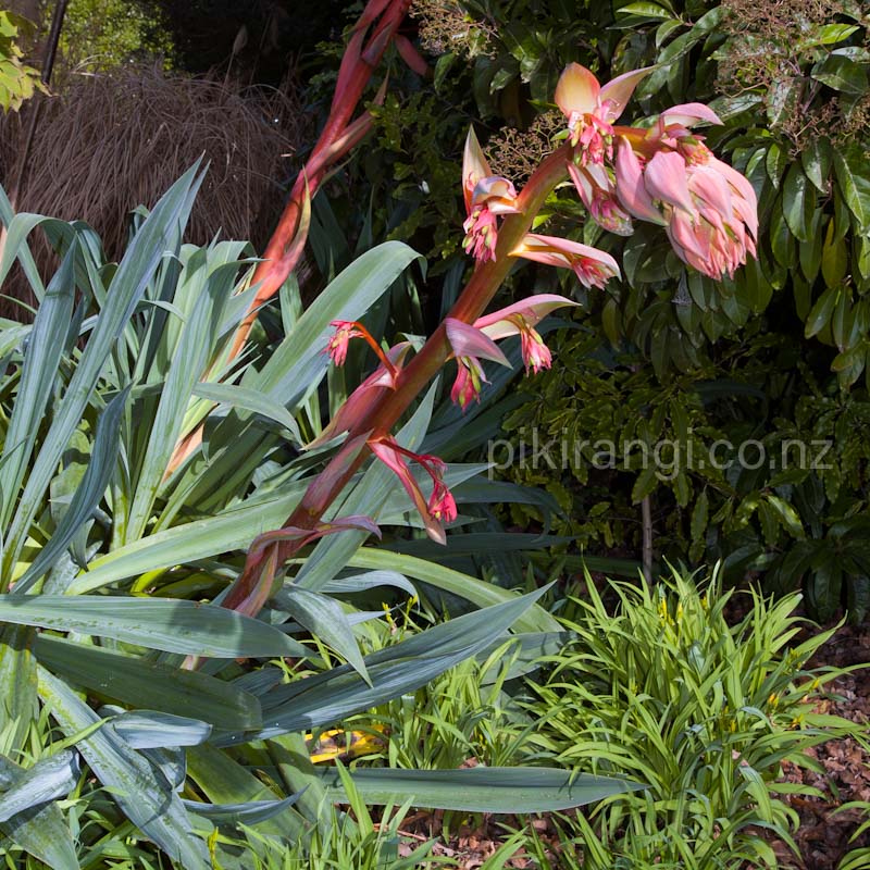Beschorneria yuccoides (Mexican Lily)