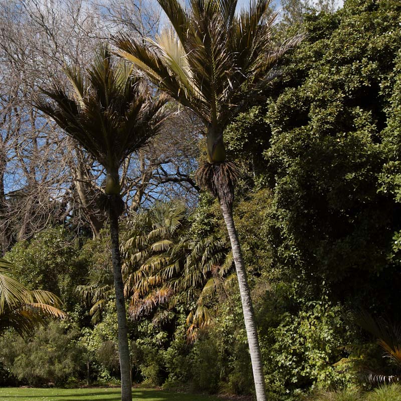 Rhopalostylis sapida 'Little Barrier Island' (Nikau Palm)