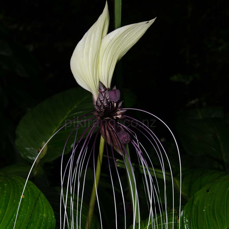 Tacca integrifolia (White Bat Flower) Pikirangi Online Garden Centre