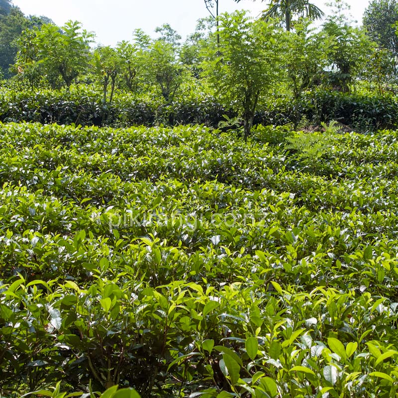 Camellia sinensis (Tea Plant) Pikirangi