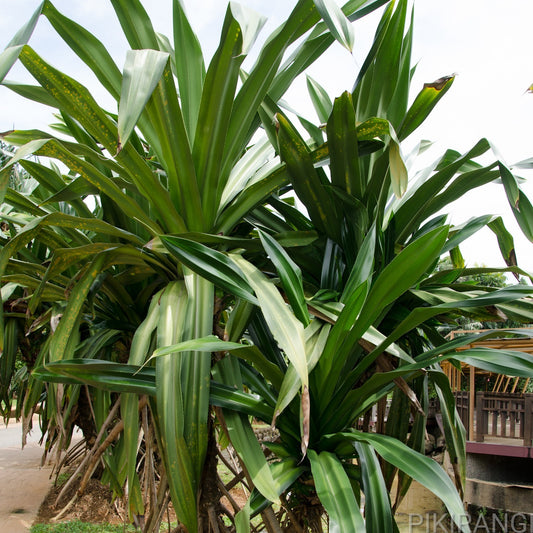 Pandanus amaryllifolius (Pandan Rampe)