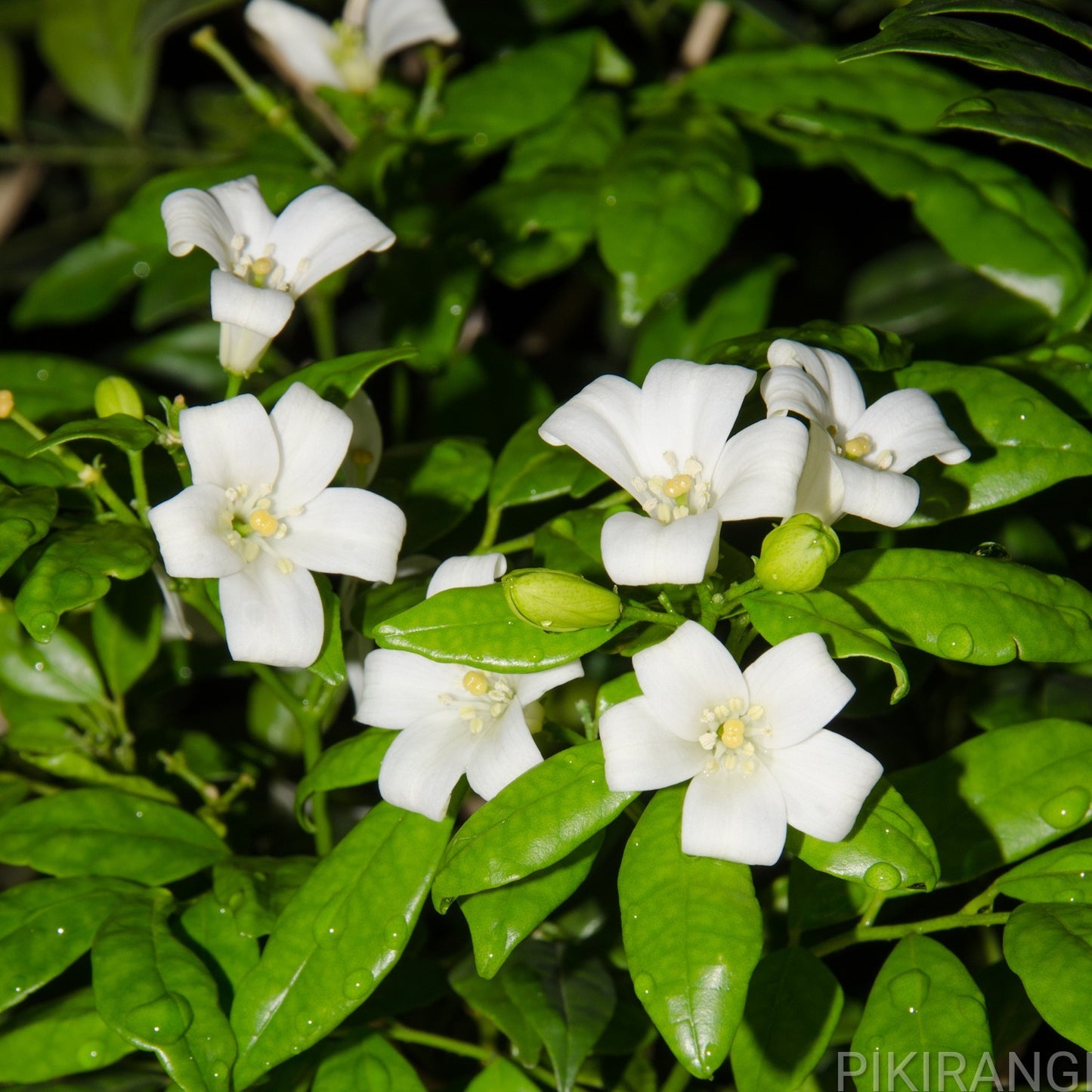 Murraya paniculata (Orange Jessamine)