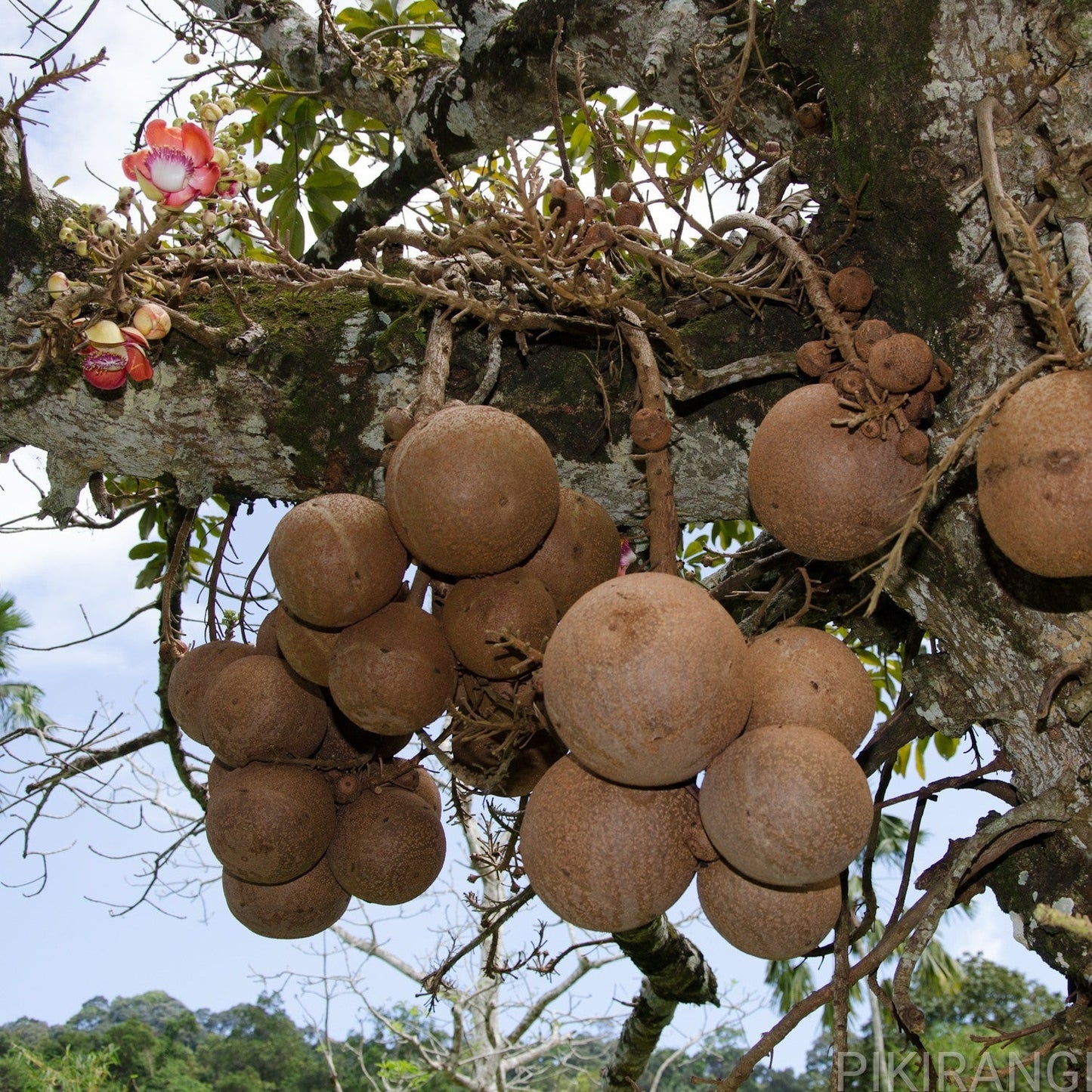 Couroupita guianensis (Cannonball Tree) Pikirangi