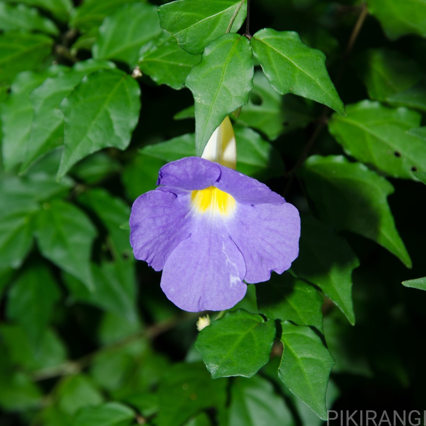 Thunbergia erecta