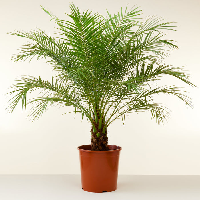 Phoenix roebelenii (Pygmy Date Palm)