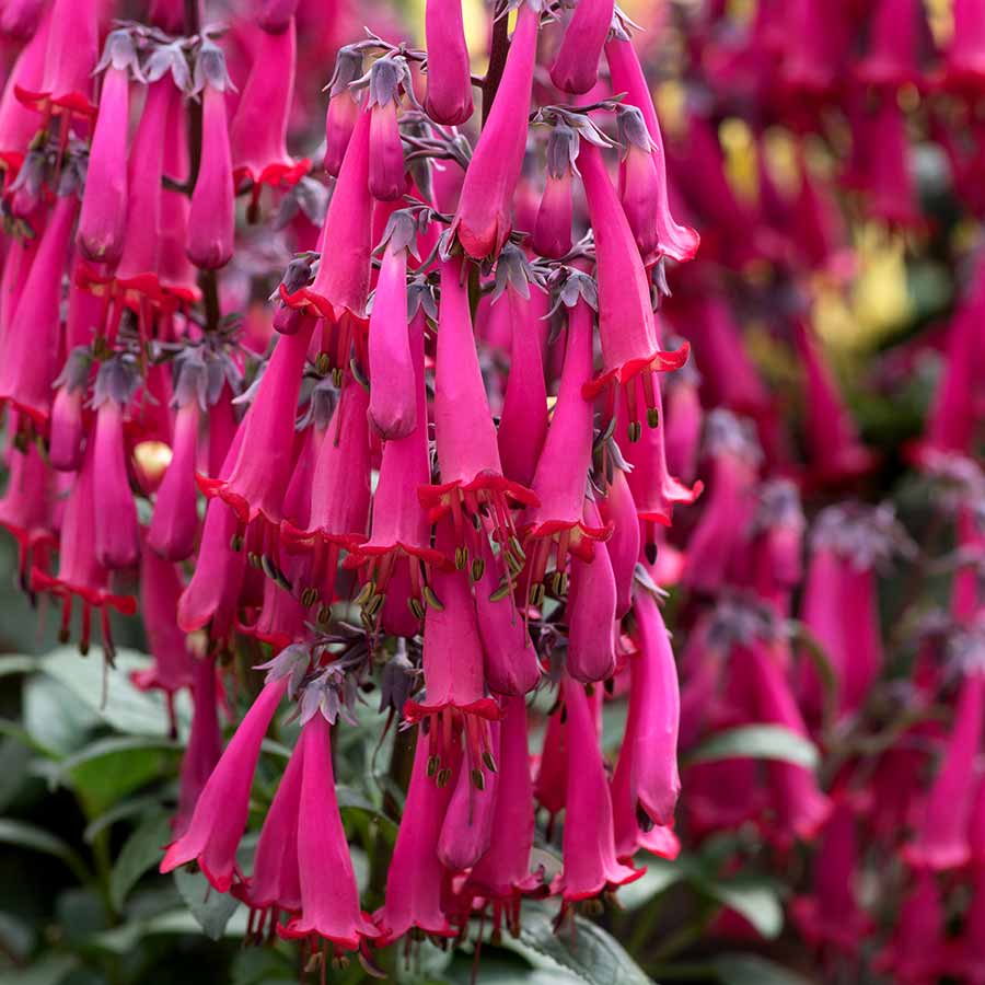 Phygelius capensis 'Deep Rose' (Cape Fuchsia)
