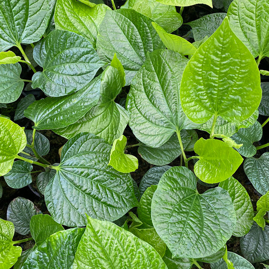 Piper sarmentosum (Wild Betel, Wild Pepper)