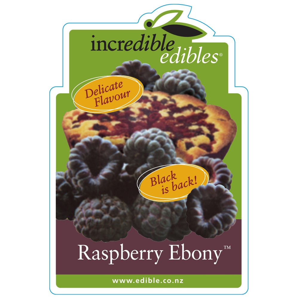 Rubus idaeus 'Ebony™' (Raspberry) Pikirangi Online Garden Centre