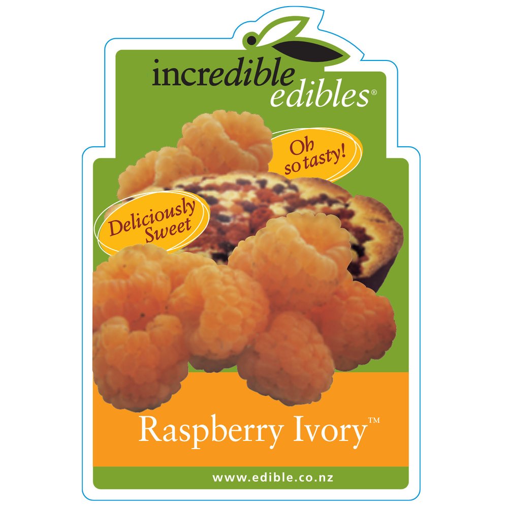 Rubus idaeus 'Ivory' (Raspberry) PVR