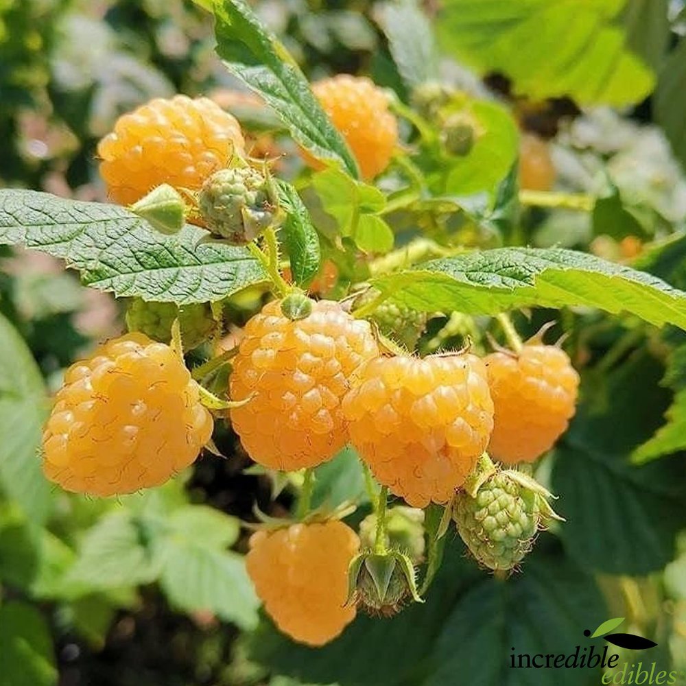 Rubus idaeus 'Ivory' (Raspberry) PVR