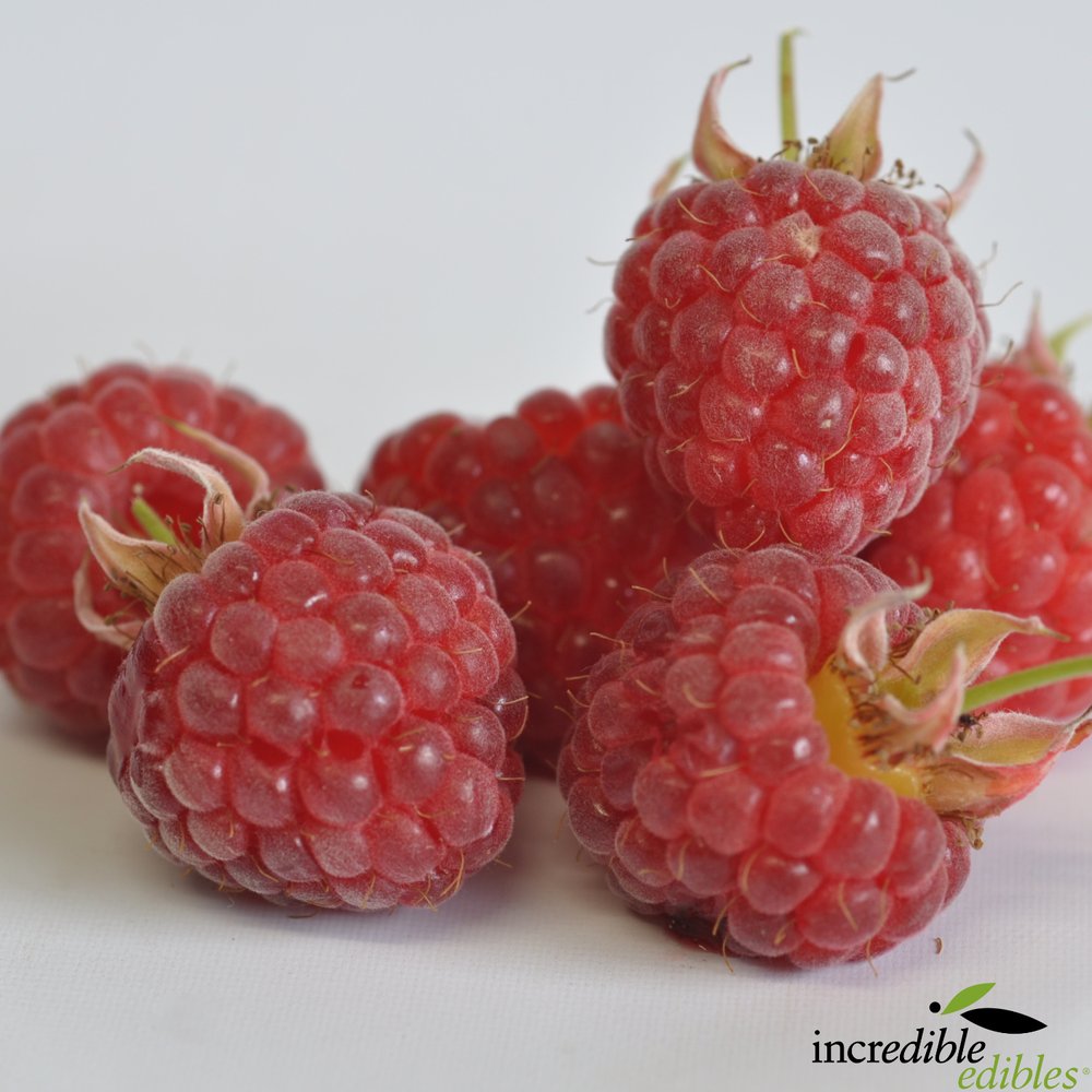 Rubus idaeus 'Mini-Me™' (Raspberry) PVR