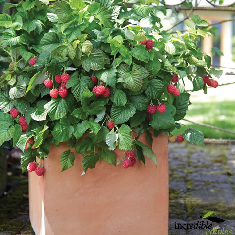 Rubus idaeus 'Mini-Me™' (Raspberry) PVR