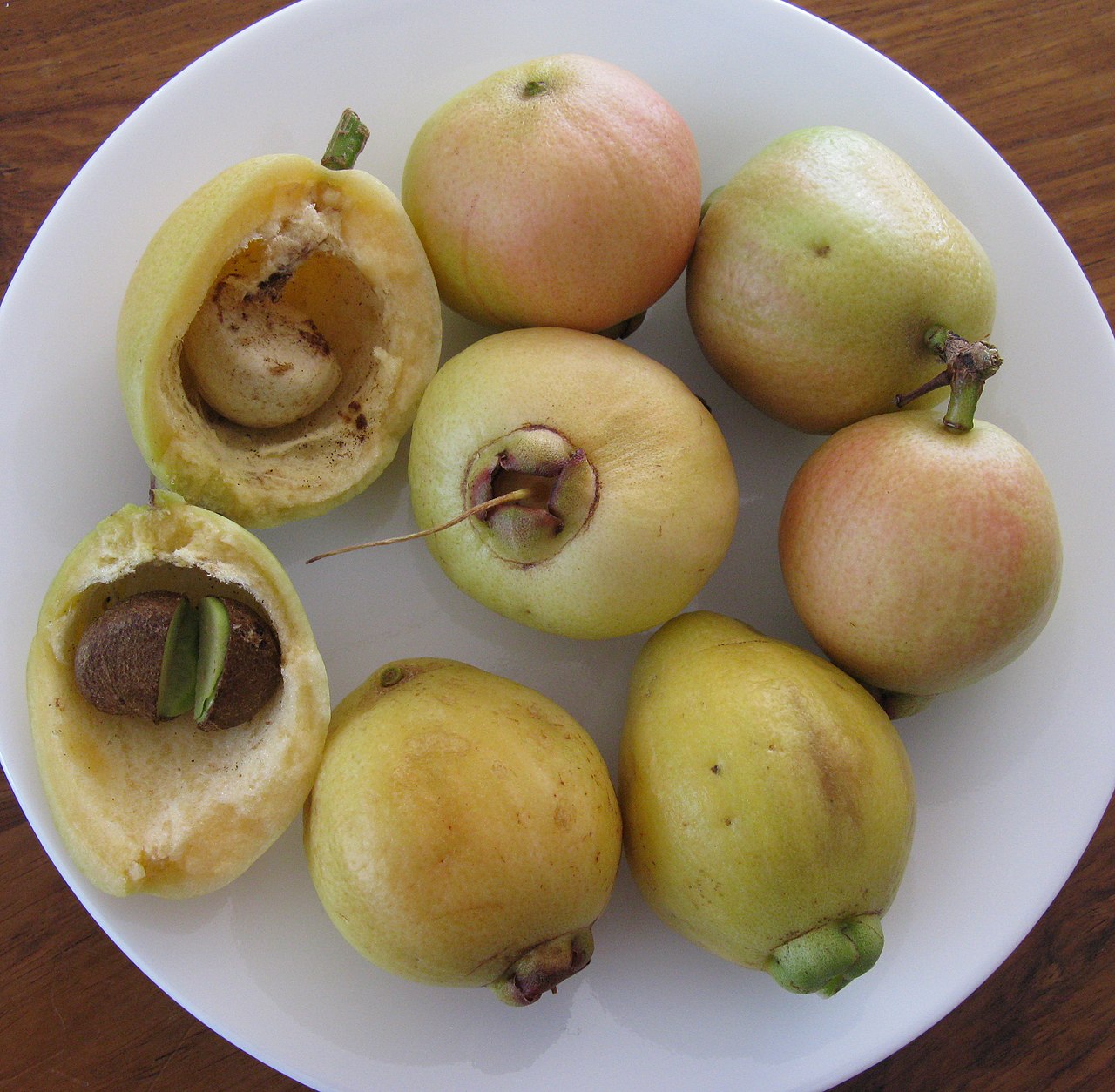Syzygium jambos (Rose Apple) Pikirangi