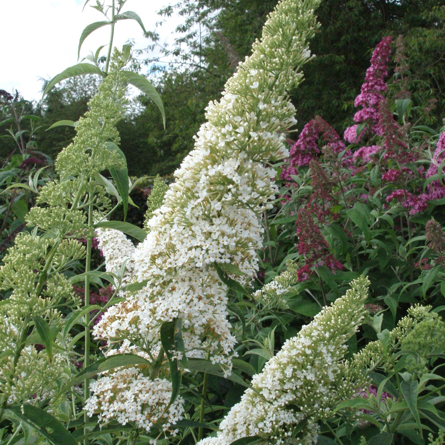 Buddleja davidii 'White Bouquet' (White Butterfly Bush)