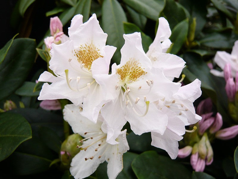 Rhododendron 'Cunningham's White' S007