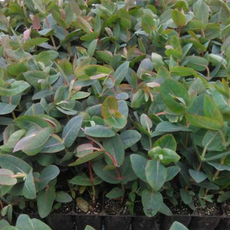 Eucalyptus nitens (Shining Gum) S007