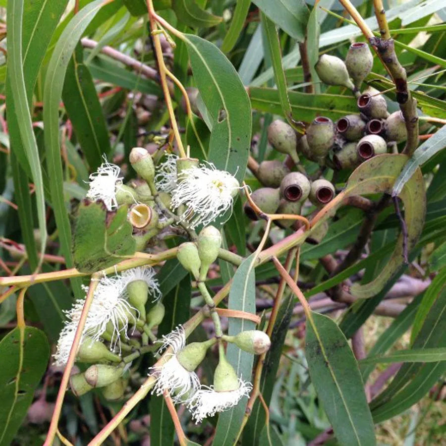 Corymbia citriodora (Lemon-scented Gum) Pikirangi