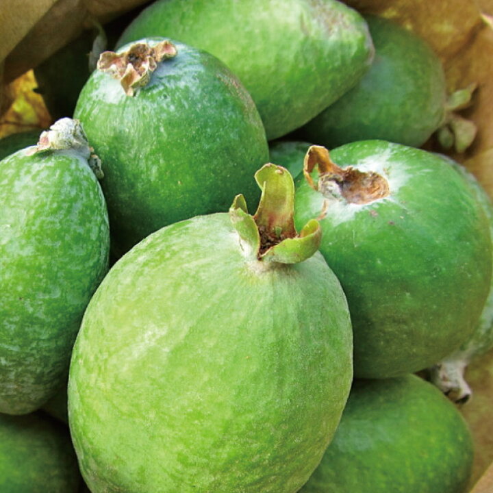 Feijoa sellowiana 'Anatoki' (Feijoa) PVR S002