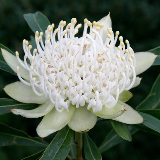 Telopea speciosissima x oreades 'Bridal Gown' (Waratah)