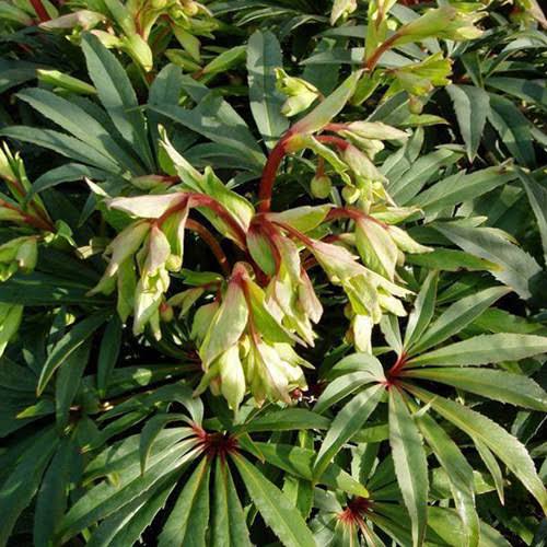 Helleborus foetidus 'Wester Flisk' (Stinking Hellebore)