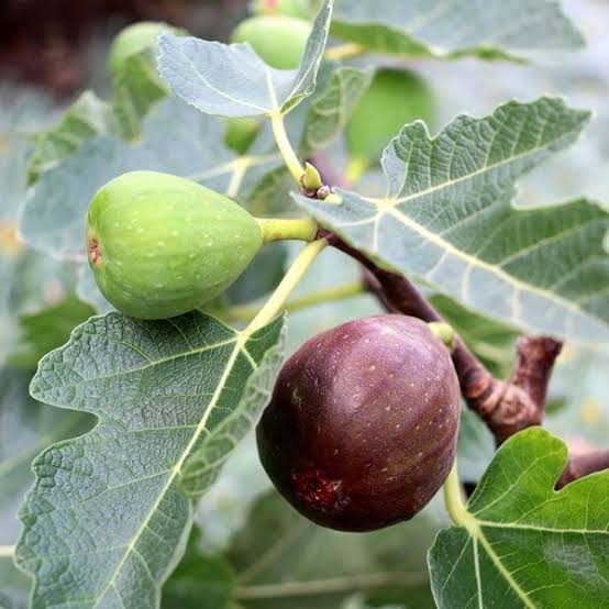 Ficus carica 'Figalicious' (Fig) Pikirangi