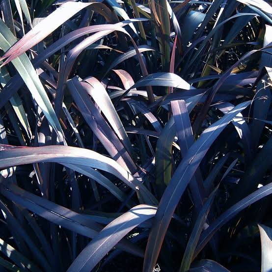 Phormium tenax 'Taya' (Harakeke, Flax) S007