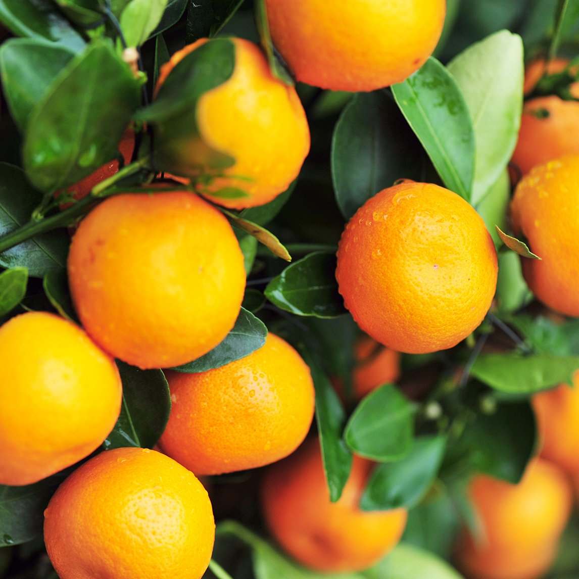 Citrus reticulata 'Imperial' (Mandarin) Pikirangi