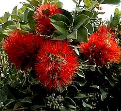 Metrosideros collina 'Spring Fire' (Pacific Rฤtฤ)