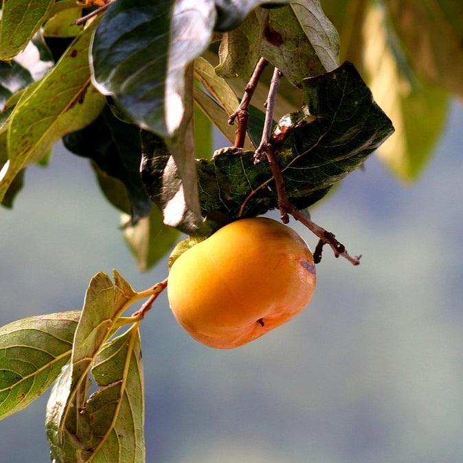 Diospyros kaki 'Hiratanenashi' (Japanese Persimmon)