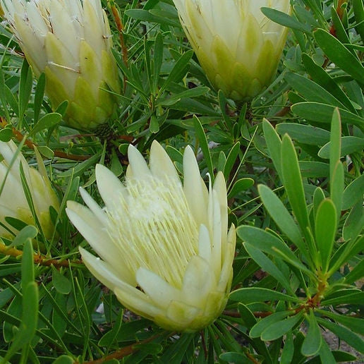 Protea repens 'Alba' (Common Sugarbush) S006