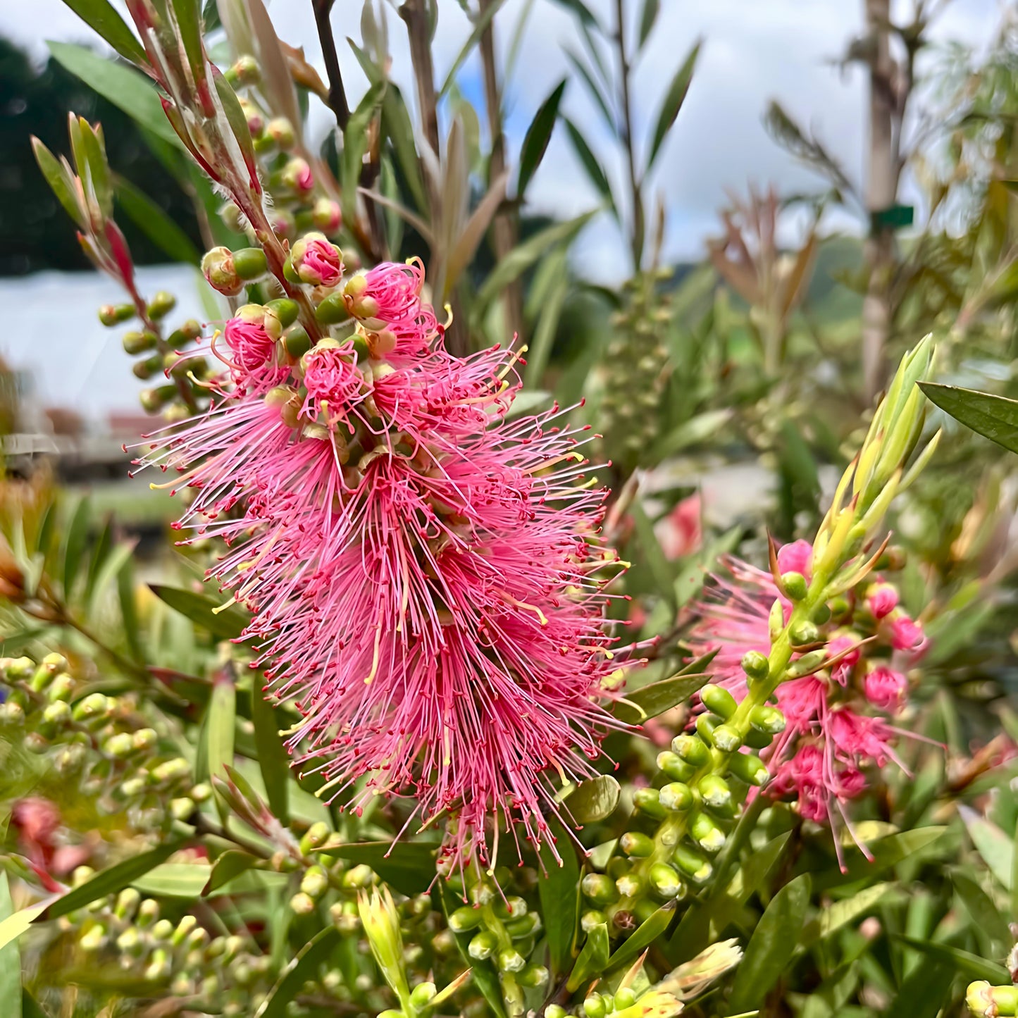 Callistemon citrinus 'Violet' (Bottlebrush)