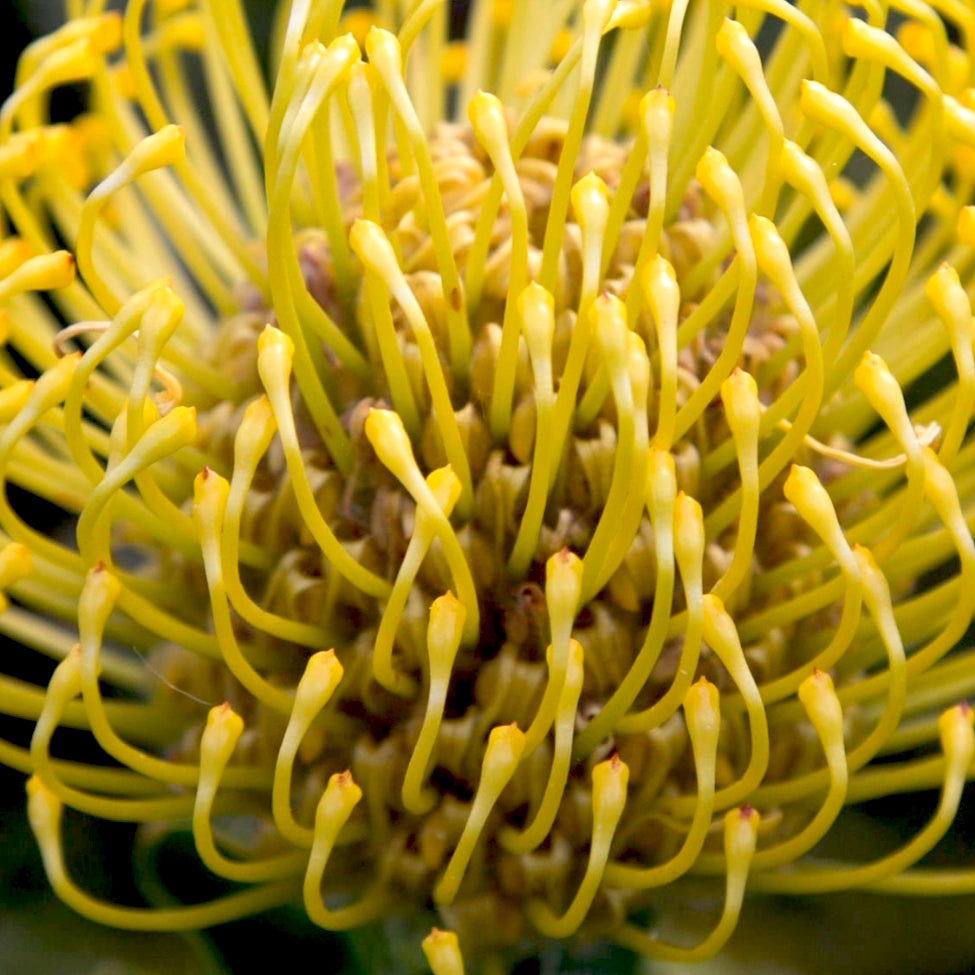 Leucospermum 'High Gold' (Nodding Pincushion)