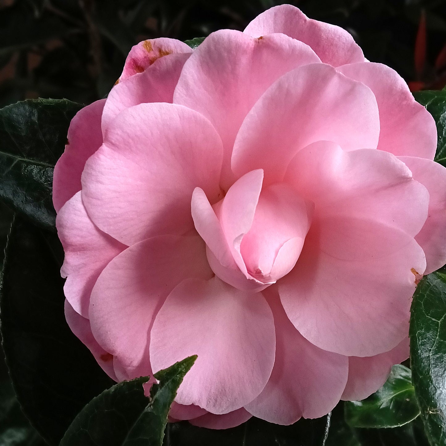Camellia japonica 'Nuccio's Pink Lace'