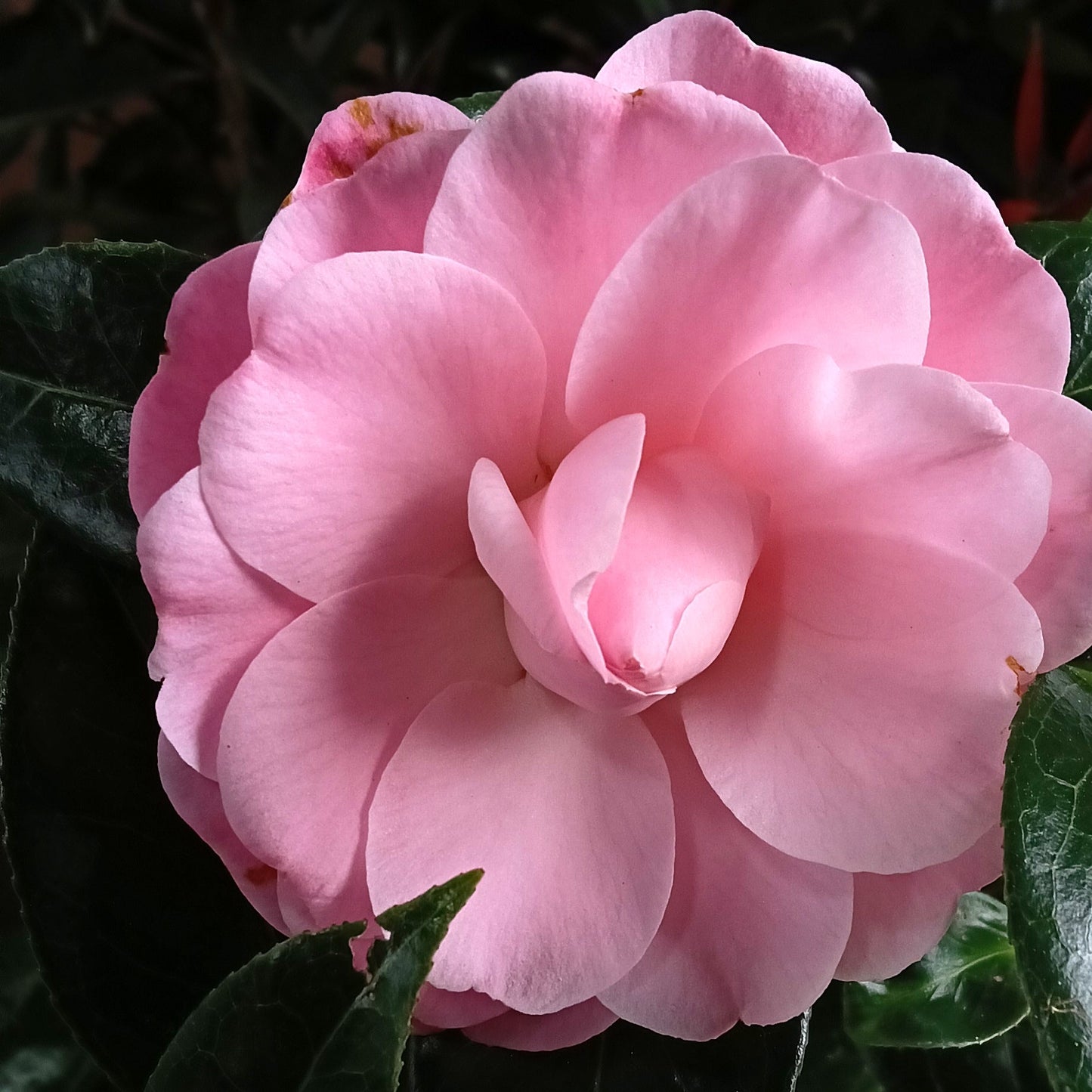 Camellia japonica 'Nuccio's Pink Lace' Pikirangi