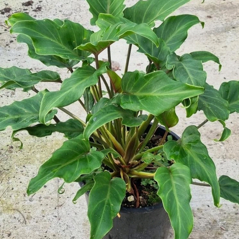 Thaumatophyllum xanadu (Winterbourn Philodendron) S001