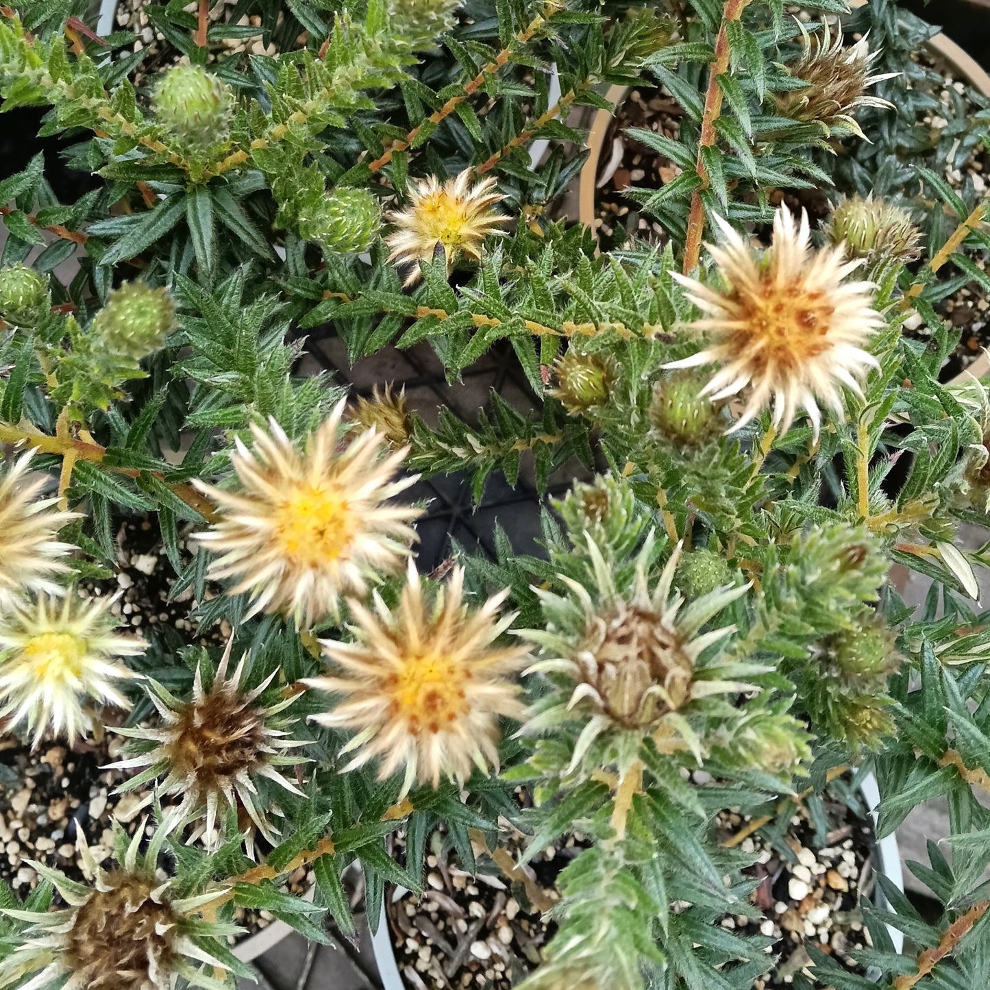 Phylica plumosa (Flannel Flower)