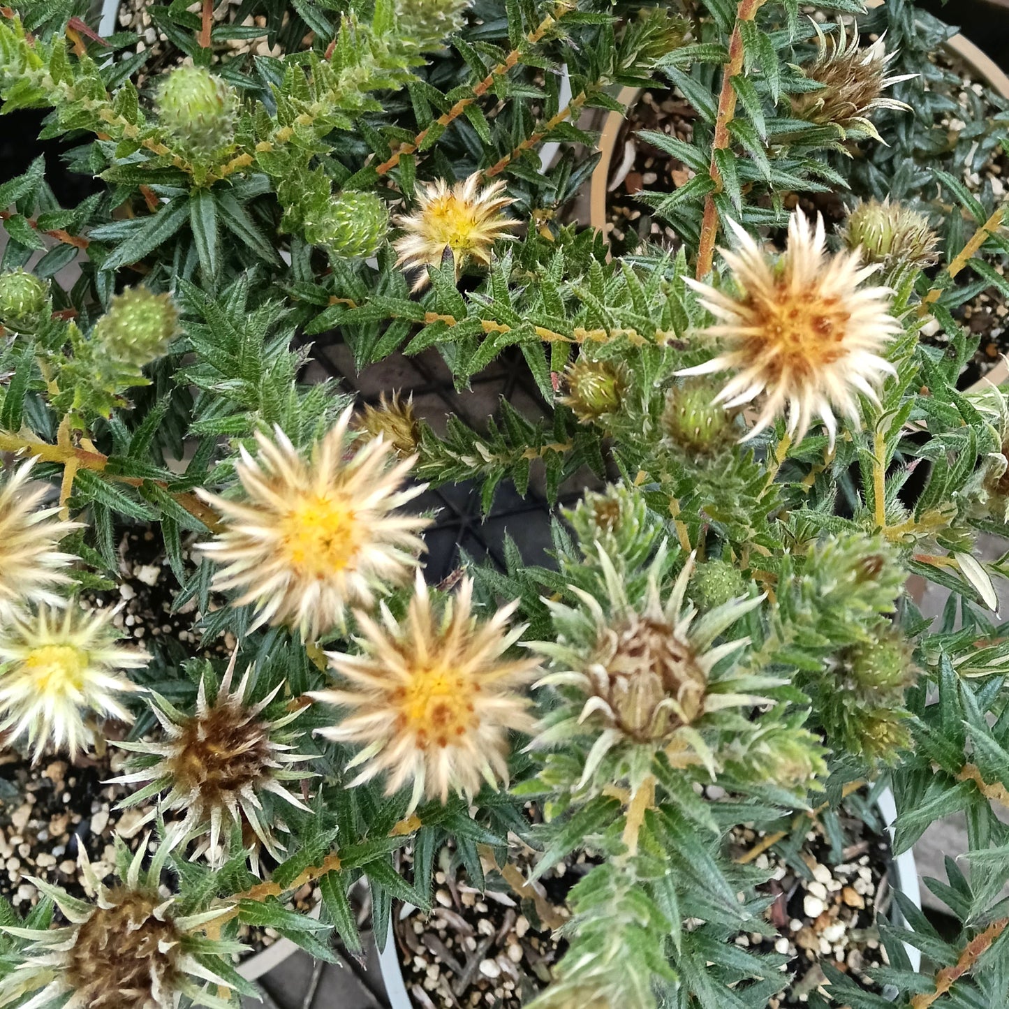 Phylica plumosa (Flannel Flower) S003