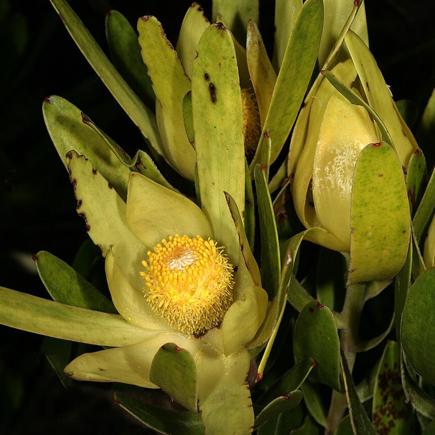Leucadendron laureolum (Peninsula Conebush) S002
