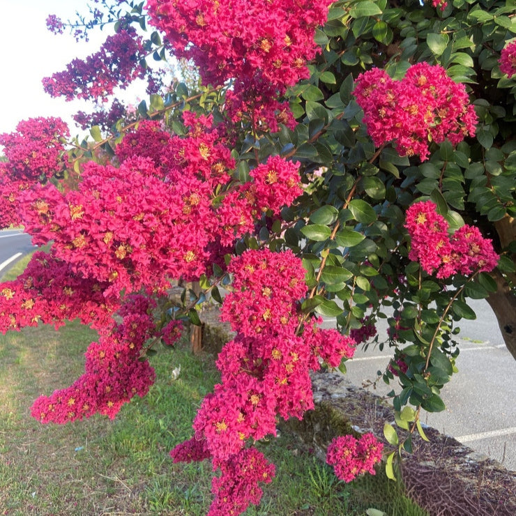 Lagerstroemia indica 'Bergerac' (Crepe Myrtle)