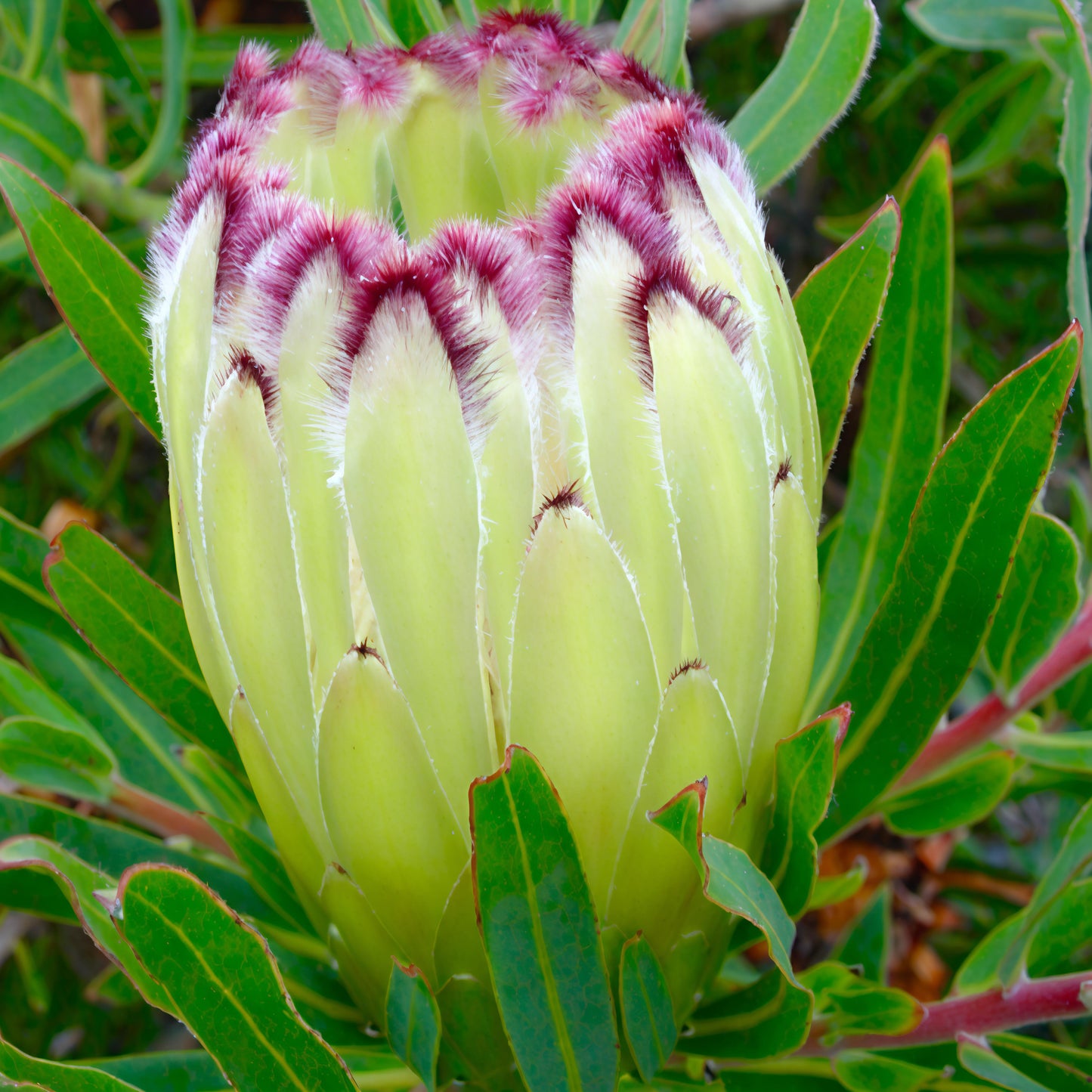 Protea neriifolia 'Limelight' (Oleander-leaved Sugarbush) S009