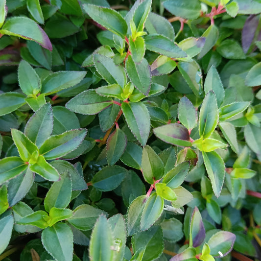 Heterocentron elegans (Spanish Shawl)